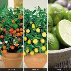 Citrus Tree Collection -Double Tree Store FRUI V59876 A h