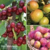 Favourite Fruit Tree Collection -Double Tree Store FRUIT KA7999 A VM
