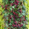 Fuchsia 'Lady In Black' (Climbing)