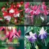 Fuchsia 'Hardy Collection'