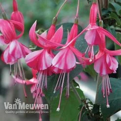 Fuchsia 'Hardy Collection' -Double Tree Store FUCH VKA4047 C