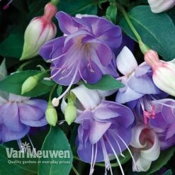 Fuchsia 'Hardy Collection' -Double Tree Store FUCH VKA4047 D