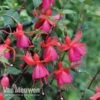 Fuchsia 'Pink Fizz' -Double Tree Store FUCH VKA7817 B