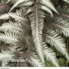 Fantastic Fern 'Pewter Lace' -Double Tree Store Fern Pewter Lace