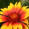 Gaillardia X Grandiflora 'Kobold' -Double Tree Store GAIL V59600 A h