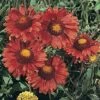 Gaillardia Aristata 'Burgundy' -Double Tree Store GAIL V65380 A h