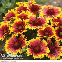 Gaillardia Aristata 'Arizona Sun' -Double Tree Store GAIL v65378 A