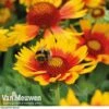 Gaillardia Aristata 'Arizona Sun' -Double Tree Store GAIL v65378 B
