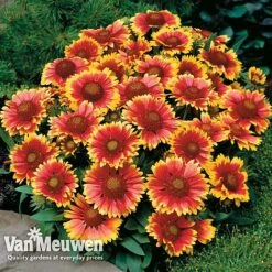 Gaillardia Aristata 'Arizona Sun' -Double Tree Store GAIL v65378 D