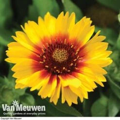 Gaillardia Aristata 'Arizona Sun' -Double Tree Store GAIL v65378 F
