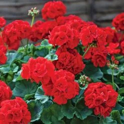 Garden Ready Summer Saver Collection -Double Tree Store GARD VKA7392 B