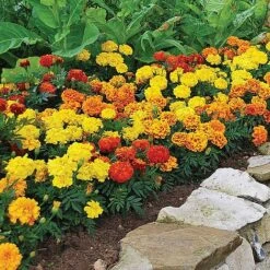 Garden Ready Summer Saver Collection -Double Tree Store GARD VKA7392 C