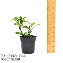 Gardenia 'Crown Jewels' -Double Tree Store GARD CROWNJ9CM T44317