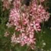 Gaura Lindheimeri 'Rosyjane' -Double Tree Store GAUR V58990 A h