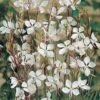 Gaura Lindheimeri -Double Tree Store GAUR V65394 A h