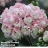 Geranium 'Appleblossom' -Double Tree Store GERA T17214 A2