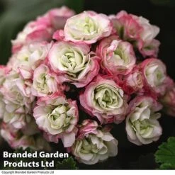 Geranium 'Appleblossom' -Double Tree Store GERA T17214 C1