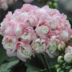 Geranium 'Appleblossom' -Double Tree Store GERA T17214 NOW1