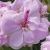 Geranium 'Lilly' -Double Tree Store GERA V51839 A h