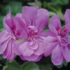 Geranium 'Amelit' -Double Tree Store GERA V58742 A h