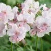 Geranium Cantabrigiense 'Biokovo' -Double Tree Store GERA V65400 A h