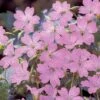 Geranium Oxonianum 'Claridge Druce' -Double Tree Store GERA V65410 A h