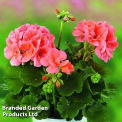 Giant Geranium Bumper Collection -Double Tree Store GERA GRCLSALMO S04734