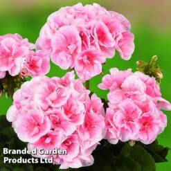 Giant Geranium Bumper Collection -Double Tree Store GERA GRCLSALMP S30743