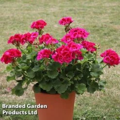 Giant Geranium Bumper Collection -Double Tree Store GERA POWERVIOL S14646