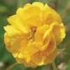 Geum 'Double Sunrise' -Double Tree Store GEUM V47659 A h