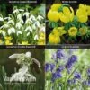 Spring Bulbs In The Green Collection -Double Tree Store GREE V59885P A