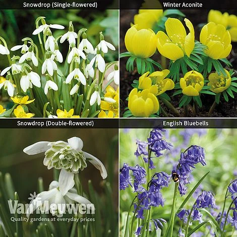 Spring Bulbs In The Green Collection 3 Spring Bulbs In The Green Collection