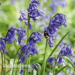 Spring Bulbs In The Green Collection 14 Spring Bulbs In The Green Collection -Double Tree Store GREE V59885P E