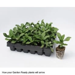 Wallflower 'Sugar Rush' Mix -Double Tree Store GardenReadyArrive2