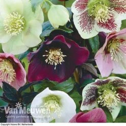 Hellebore X Hybridus 'Mixed' (Lenten Rose) -Double Tree Store HELL 61223 B1