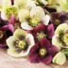 Hellebore X Hybridus 'Mixed' (Lenten Rose) -Double Tree Store HELL 61223 C