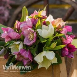 Hellebore X Hybridus 'Mixed' (Lenten Rose) -Double Tree Store HELL 61223 D