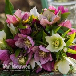 Hellebore X Hybridus 'Mixed' (Lenten Rose) -Double Tree Store HELL 61223 E