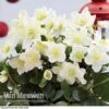 Hellebore 'Christmas Rose' -Double Tree Store HELL 68165 A