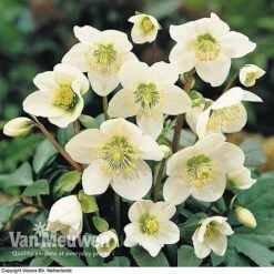 Hellebore 'Christmas Rose' -Double Tree Store HELL 68165 B