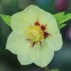 Hellebore 'Single Gold Red' -Double Tree Store HELL V59142 A h