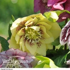 Hellebore 'Breeder's Mix' -Double Tree Store HELL V78559 C