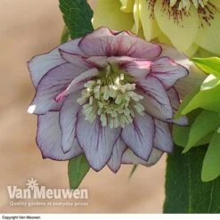 Hellebore 'Breeder's Mix' -Double Tree Store HELL V78559 D