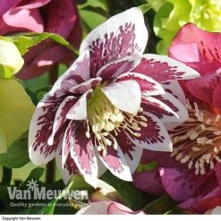 Hellebore 'Breeder's Mix' -Double Tree Store HELL V78559 E