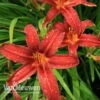 Daylily 'Crimson Pirate' -Double Tree Store HEME V59612 A