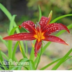 Daylily 'Crimson Pirate' -Double Tree Store HEME V59612 C