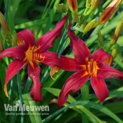 Daylily 'Crimson Pirate' -Double Tree Store HEME V59612 D