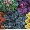 Heuchera 'Mosaic' -Double Tree Store HEUC V58448 D