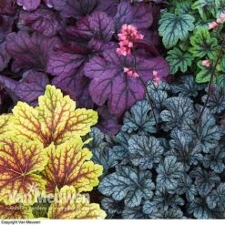 Heuchera 'Mosaic' -Double Tree Store HEUC V58448 F