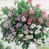 Hibiscus 'Tricolour' (Standard) -Double Tree Store HIBI 64510VB A h